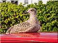 A young herring gull relaxing on a car roof