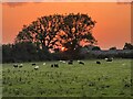 Sunset from Ty Mawr