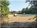 Hay bales in a small field