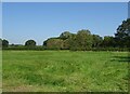 Grazing and woodland, Higher Wincham