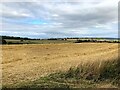 Cut Crop Field at Dorket Head