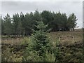 Scattered trees, Achinduich