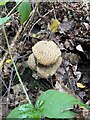 Toadstool called old man in the woods