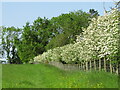 Hawthorn hedge south of the remains of Queen