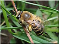 Yellow-legged Mining Bee