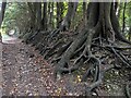 Tree root lined bridleway