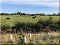 Cattle, West Lane End