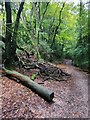 Autumn on Weydown Common (5)