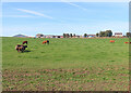 Cattle at Mains of Auchnagatt