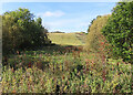 Woodland and Wetland