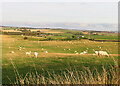 Pasture at Beaconbrae