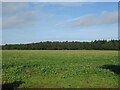 Crop field towards Bodham Wood