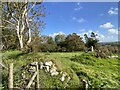 Walled enclosure near Cilie