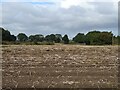 Potato crop ready for harvest, Cambridge