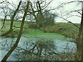 Pond by Coppice Road