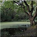 Pond on south side of Elmdon Coppice