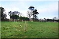 A little used footpath, Burwash Common