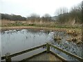 Dipping pond, Seaton Wetlands