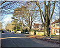 Glebe Road: large houses and tall trees