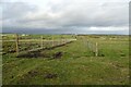 Double fenceline east of Springhill Farm