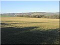 Stubble field near Chancefield