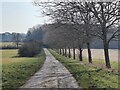 Trees along Thornby Road