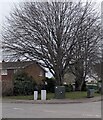 Deciduous trees in winter, Ponthir, Torfaen