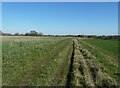 Bridleway to Gildingwells Road