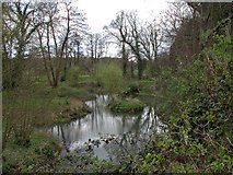 TQ0659 : Part of the River Wey, near RHS Wisley by Martyn Pattison
