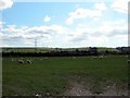 Sheep Farming at the foot of the South Downs