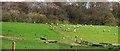 SU5968 : Beenham: A Panoramic View of Farmland north of Shrub Wood by Pam Brophy
