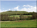 The Cerne Abbas Giant