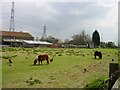 Featherbed Farmyard