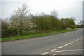 Road Junction and Spinney.