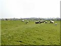 Ridge & Furrow Field with Sheep