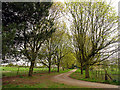 Lane leading to Coombe Lodge