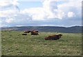 Rough grazing, Hartwoodmyres.