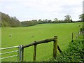 Sheep near Bedmonton