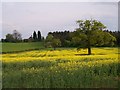 Upper Woodsfield Farm and Woodsfield Coppice