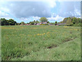 Buttercup Meadow