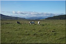 NN5478 : Garrons near Loch Pattack by paul birrell