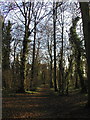 The entrance to Long Plantation near the A63