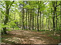 Countesswells Forest walks, Aberdeen