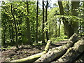 Woodland surrounding Kingennie House