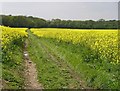 Lidsing, Kent - oilseed rape