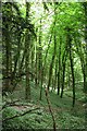 Looking down into Limekiln Copse