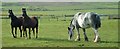 ND1963 : Horses by Dorcas Sinclair