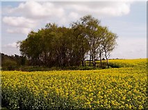 SK5455 : Farmland with Yellow Rapeseed by Peter Kochut