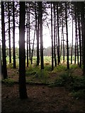 SK5456 : Normanshill Wood, Pine Trees by Peter Kochut