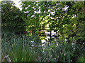 Bulrushes by Abbots Morton Church